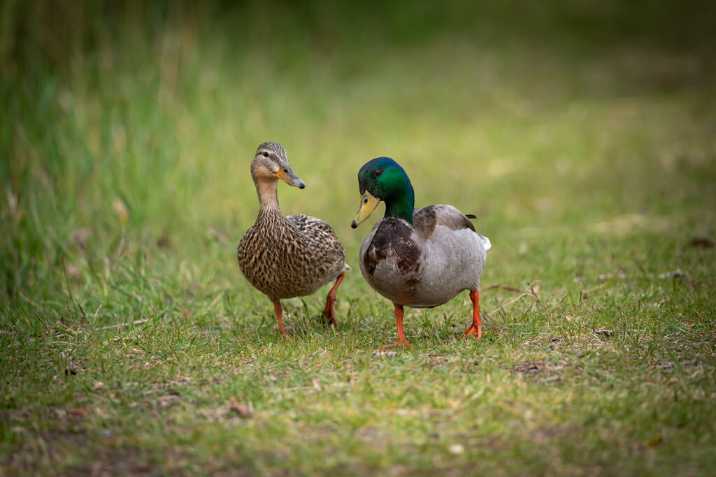 Two Ducks walking in a field