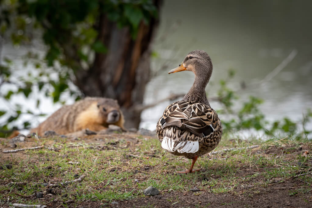 A duck moving on a field along with another animal
