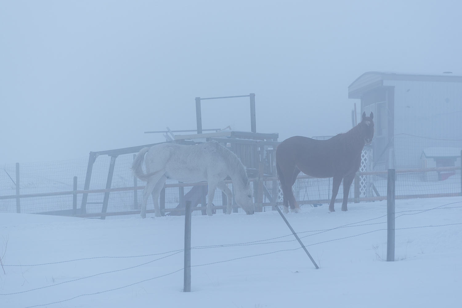 Two horses standing in a stable full of snow