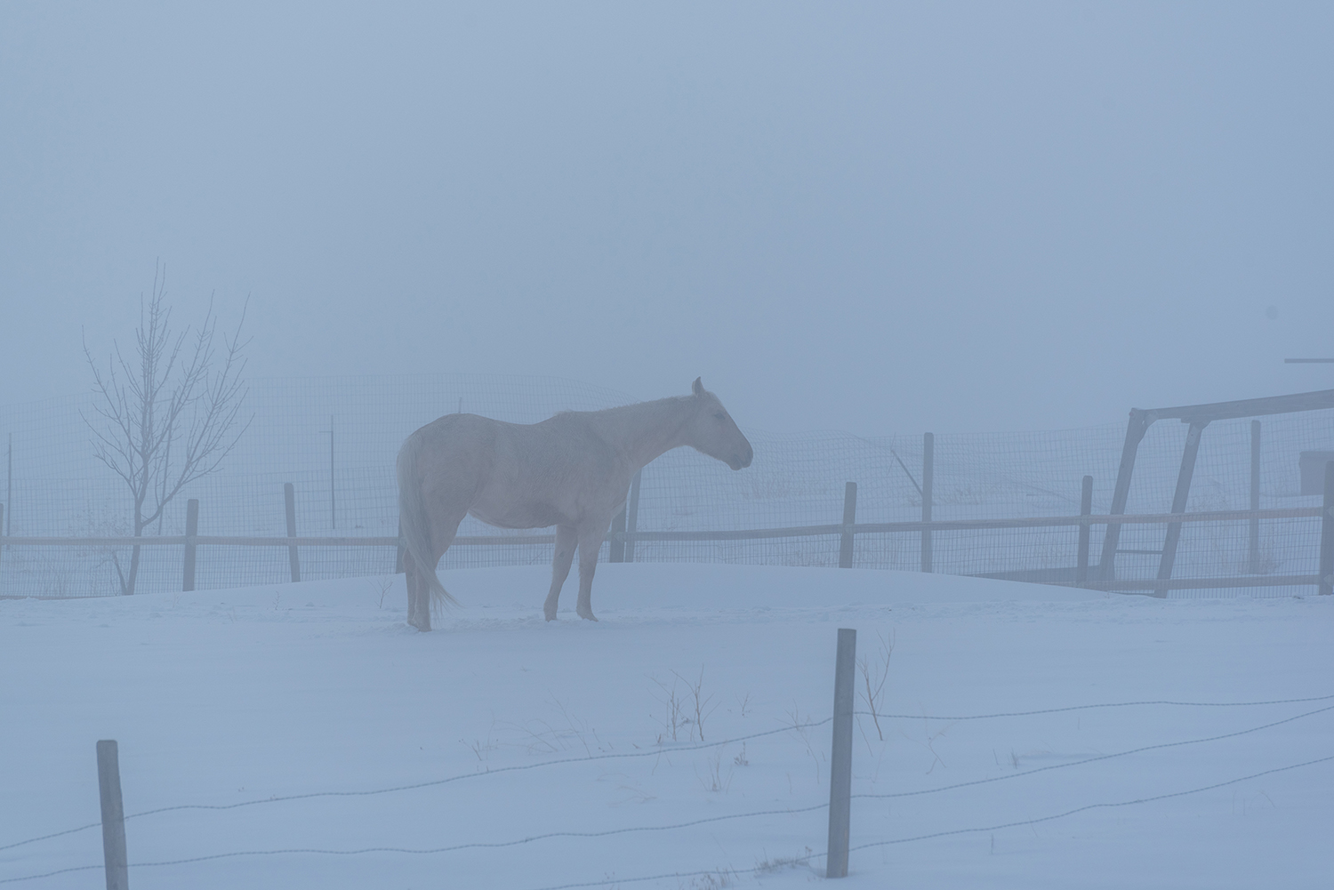 Horse standing in stable full of snow