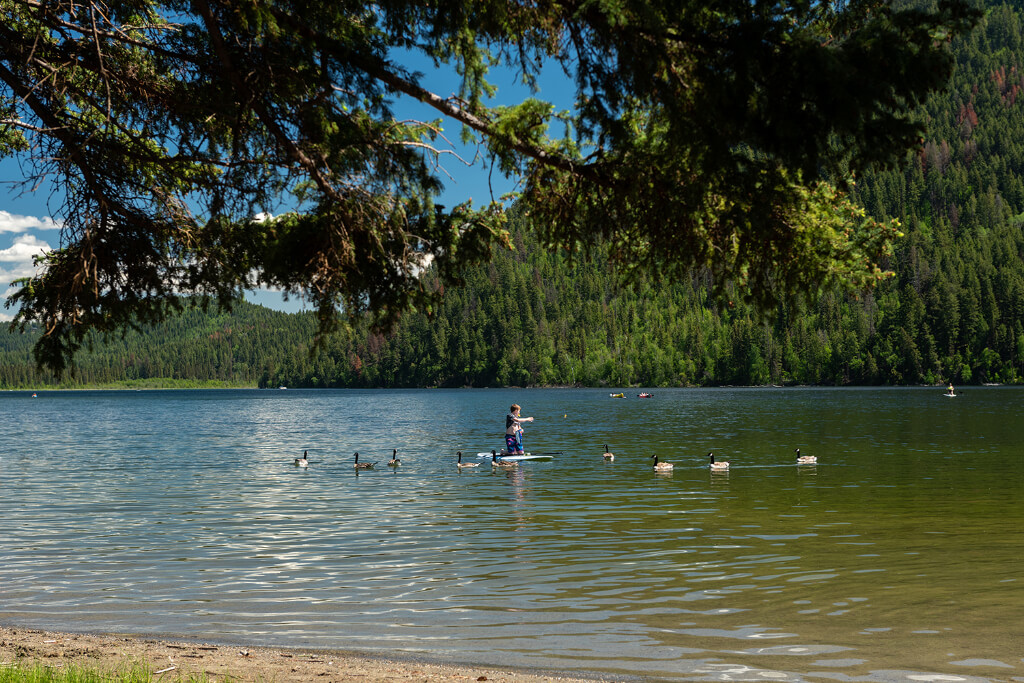 A person on a kayak feeding the Canadian geese in a lake