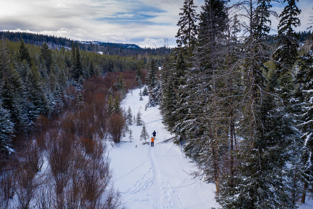 View of people in the snow surrounded by trees