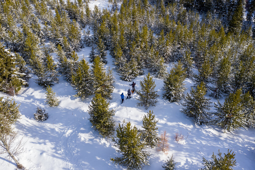 Top view of tall trees and three people in the snow