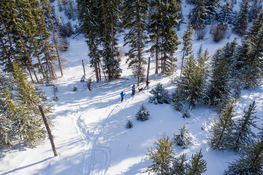 People walking in the snow with tall trees and a wooden pole