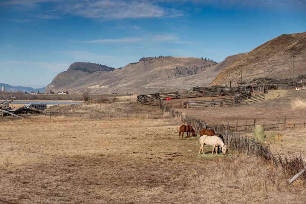 Ponies grazing grass at the ground with sky and mountains