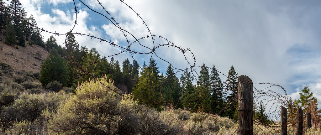 Barbed wire fences and trees in a forest