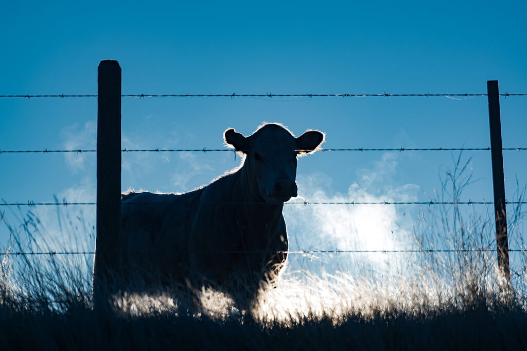 A cow looking at the camera behind a steel fence