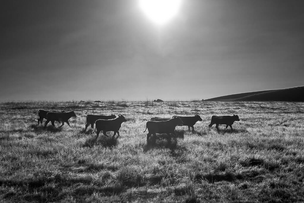 Cows walking in the field with a sun in background