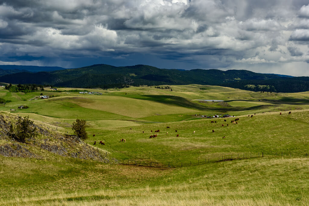 Cows and horses in a ground with clouds