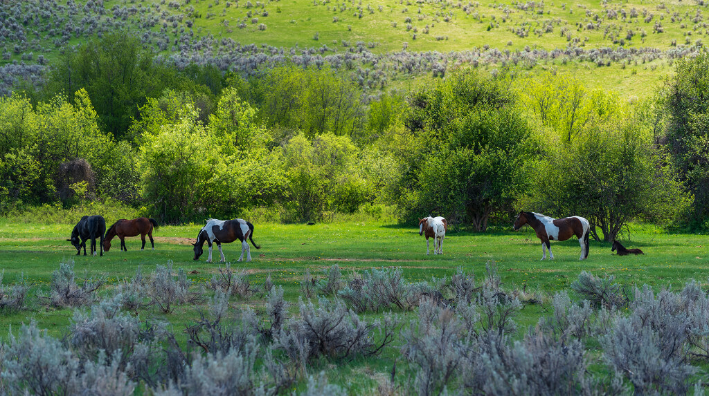 Horses grazing in a field with plants and big trees