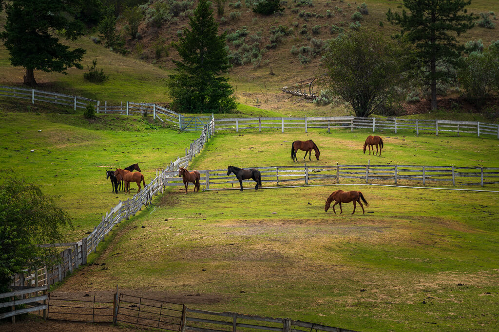 Group of horses grazing grass in different fences