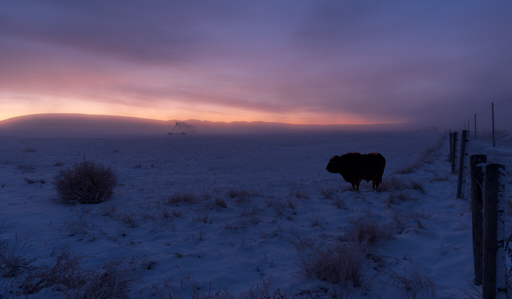A Buffalo standing in a desert near fences