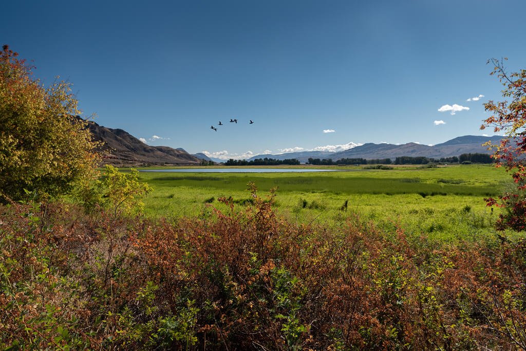 Birds flying above a green land covered with green grasses