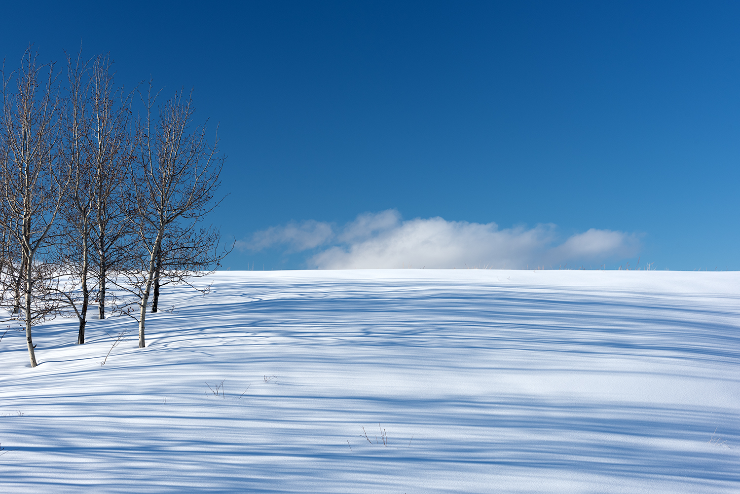 Beautiful land covered with snow along with two trees