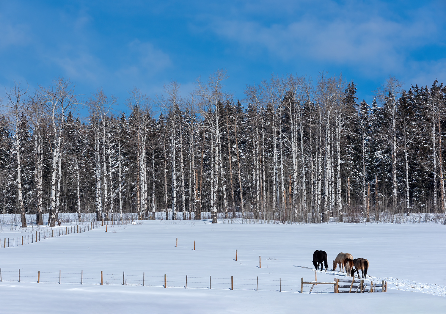 Horses standing on a land covered with snow