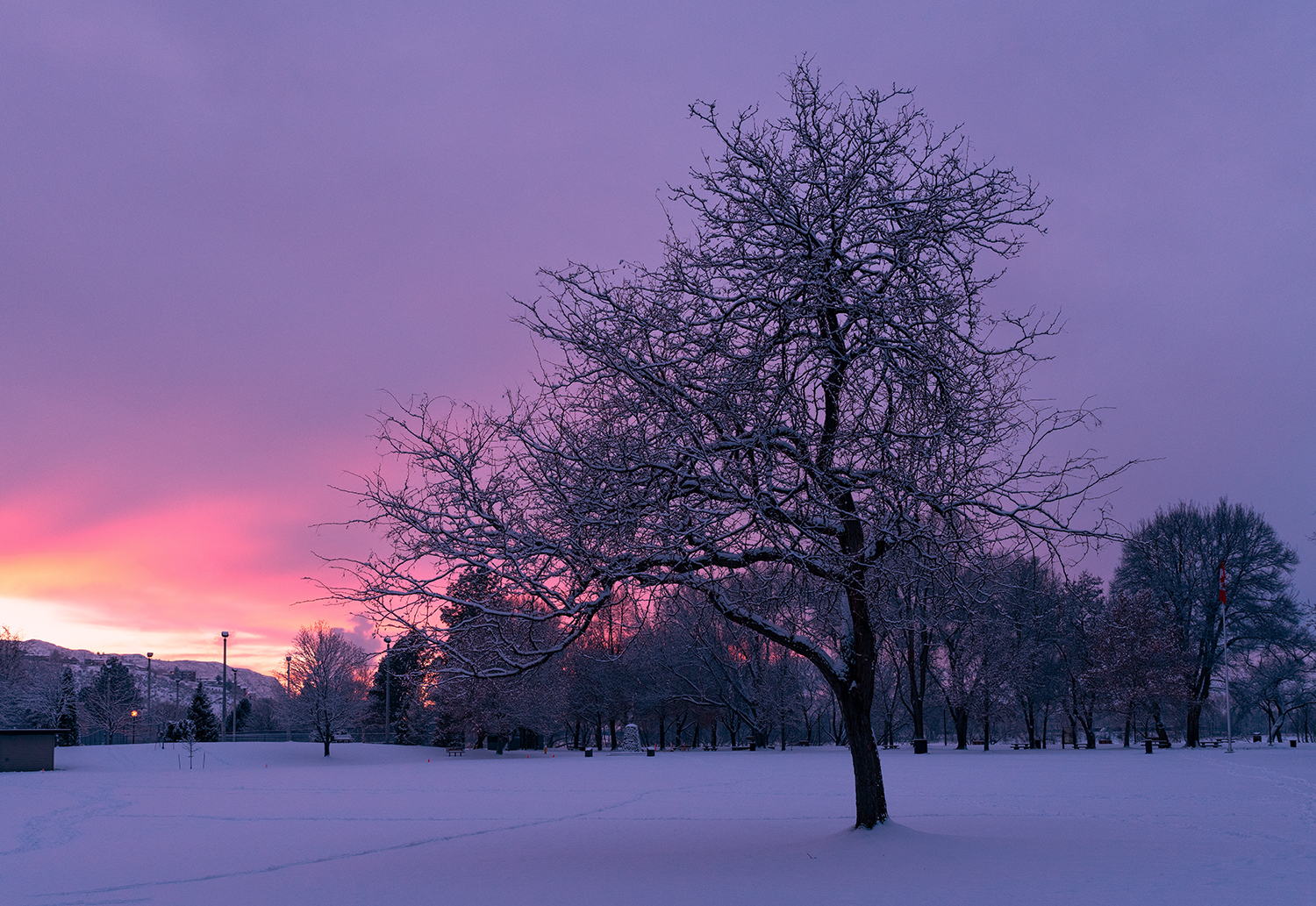 A beautiful tree covered with snow and orange light in sky